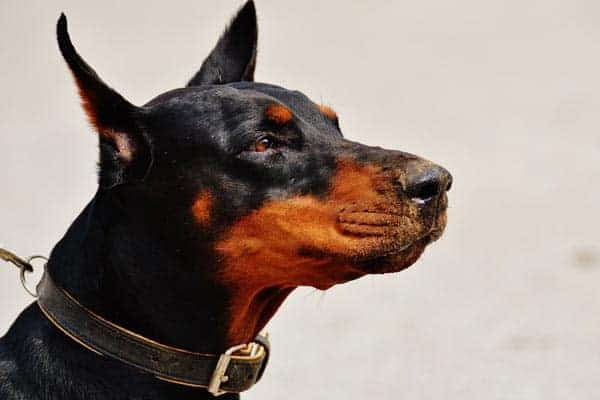 How long do Dobermans live