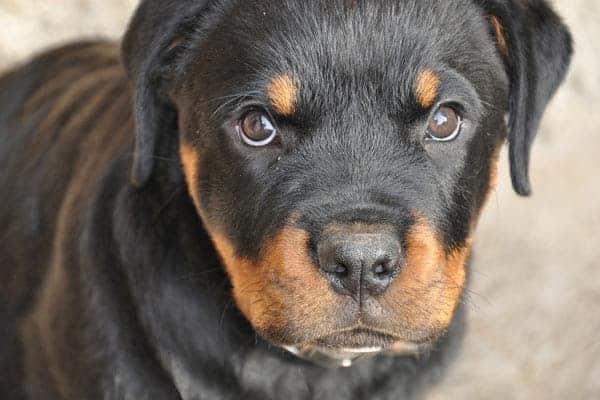 Male vs Female Rottweilers