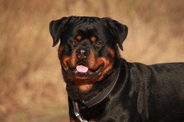 Rottweilers Ears