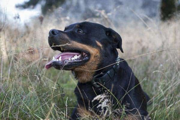 Should Rottweilers Be Muzzled?