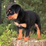 Where are Rottweilers banned