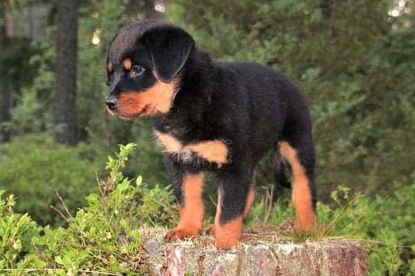 In What Areas Are Rottweilers Banned or Otherwise Restricted?
