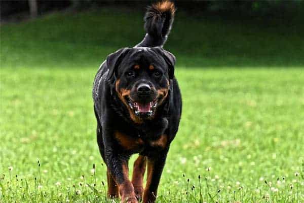 Why Do Rottweilers Dig Holes