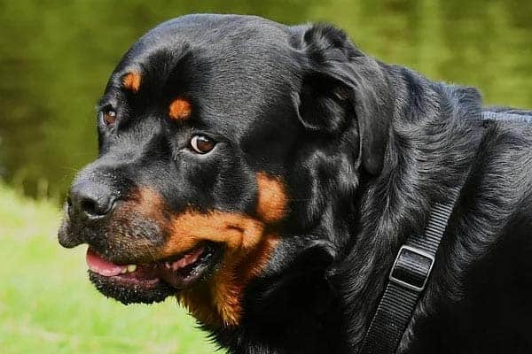 why do rottweilers pant so much