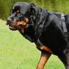 Why do Rottweilers Howl