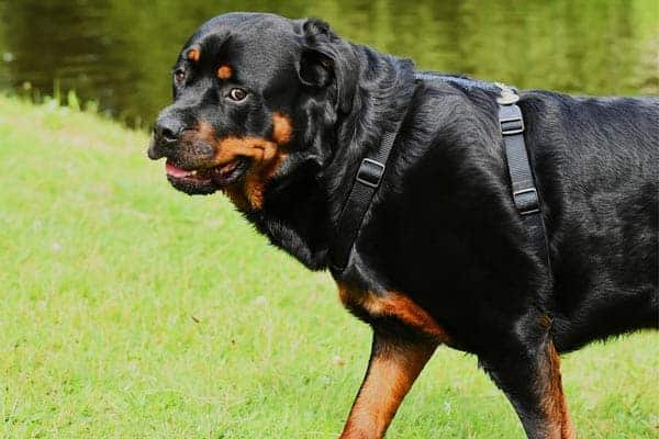 why does my rottweiler howl