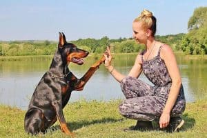 are dobermans good with kids