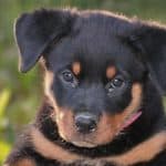 are rottweiler good with kids