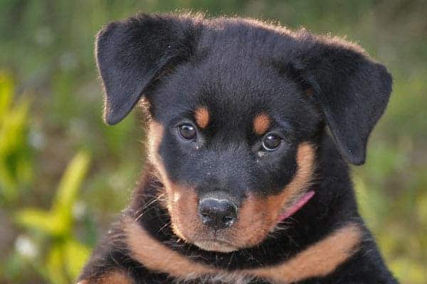 are rottweiler good with kids