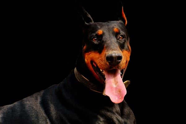 do dobermans shed