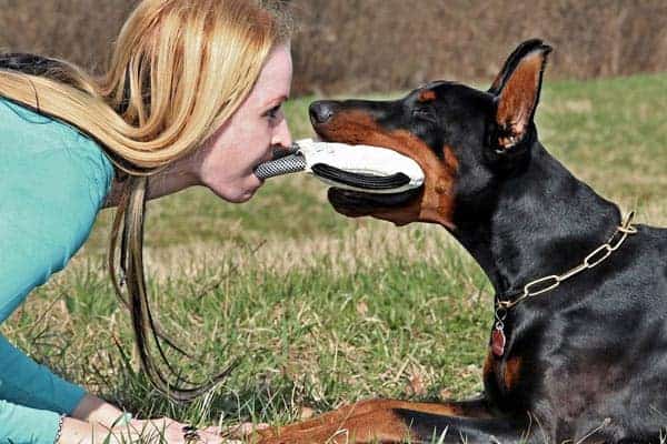 What is the Doberman’s Bite Force Like Compared to Other Dogs?
