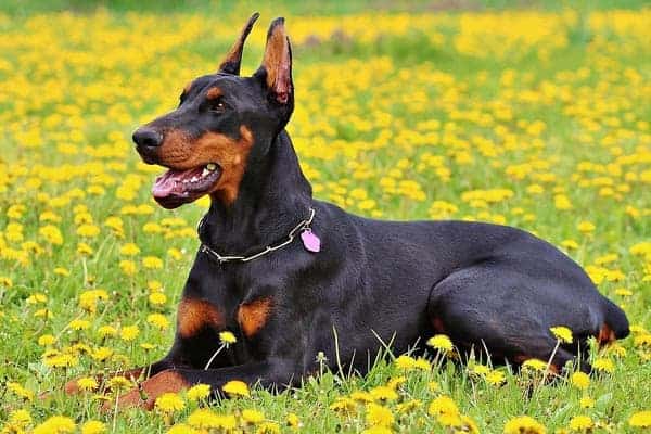 doberman weight