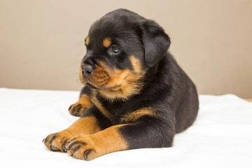 how to raise a rottweiler puppy