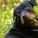 rottweiler pros and cons