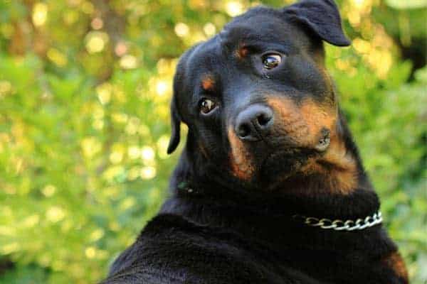 rottweiler pros and cons