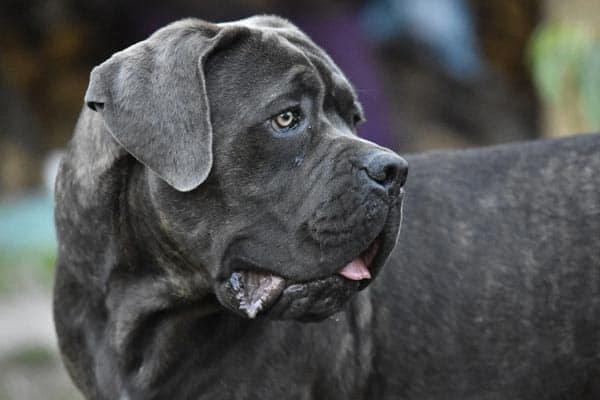 Are Cane Corsos As Aggressive or Dangerous as Some People Say?