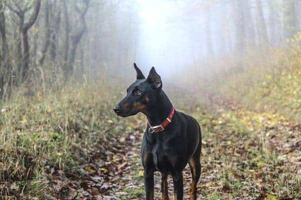 Are Dobermans Aggressive Or Dangerous Dogs: What You Need to Know