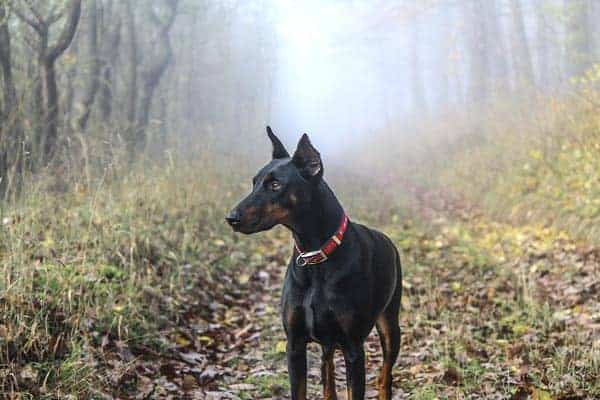 Are Dobermans Aggressive