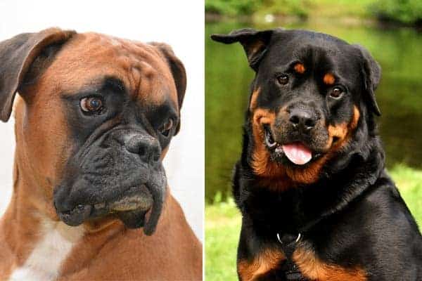 Boxer Rottweiler Mix: Meet the Big Brilliant Boxweiler Dog