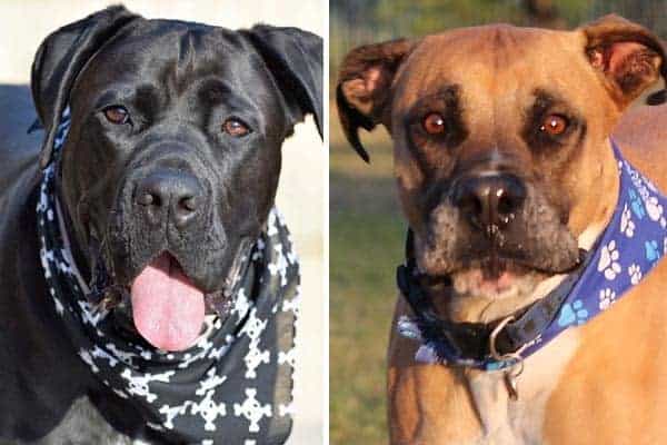 Cane Corso Bullmastiff Mix: What Do You Need to Know?