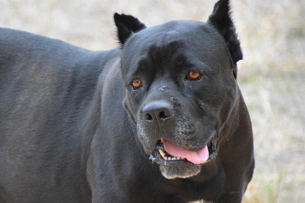 Cane Corso Ears