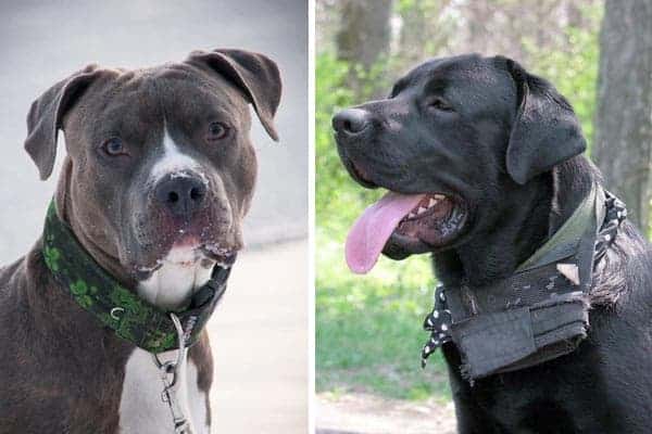 Cane Corso Pitbull Mix: What’s Important to Know