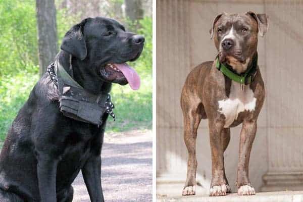 Cane Corso vs Pitbull