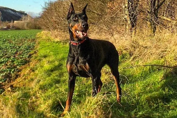 Doberman Colors: What Will Your Dobe Look Like?
