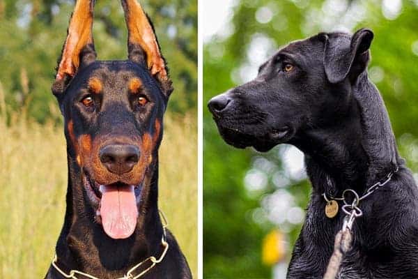 Doberman Great Dane Mix: Here’s What You Need to Know