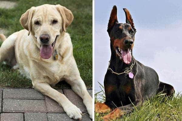 Doberman Lab Mix: A Perfect Blend of Intelligence and Loyalty