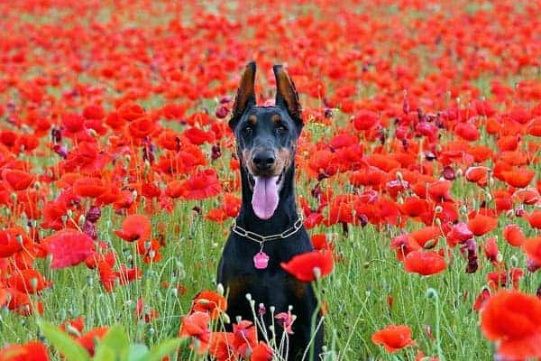 Doberman Names: Cute, Funny, Fierce Names for Your Dobe