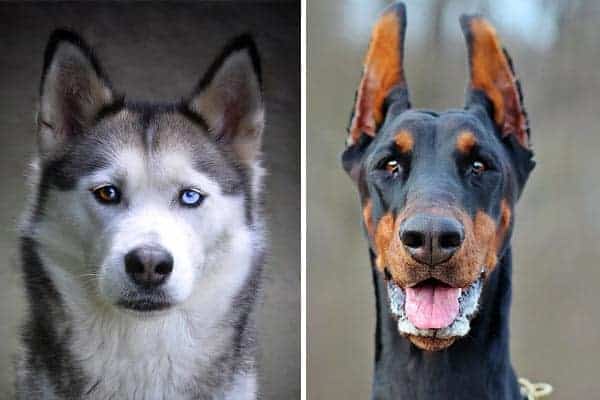 Doberman Pinscher Husky Mix: Everything to Know About This Hybrid
