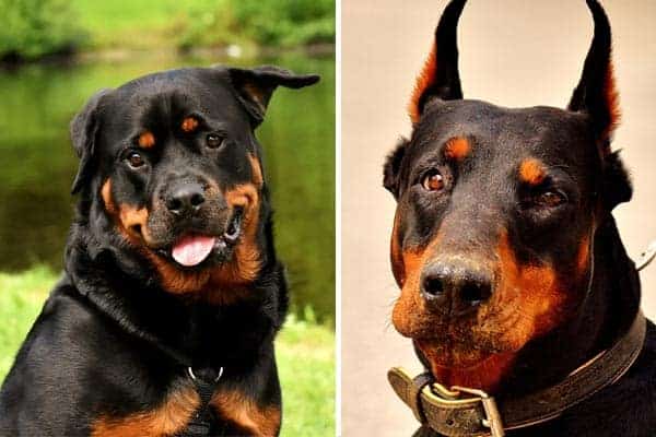 Doberman Rottweiler Mix