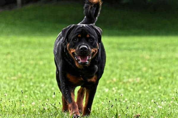 Roman Rottweiler: Learn the History of This Popular Dog Breed