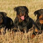 Rottweiler Colors