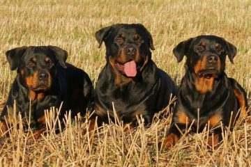 Rottweiler Colors