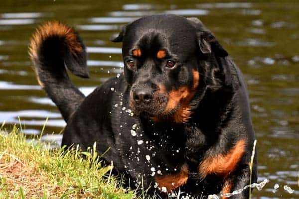 Rottweiler Names: Cool, Clever, Comic, Cute Names for Your New Rottie