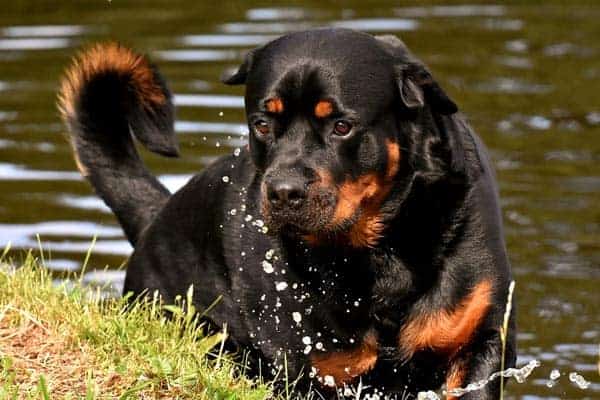 Rottweiler Names