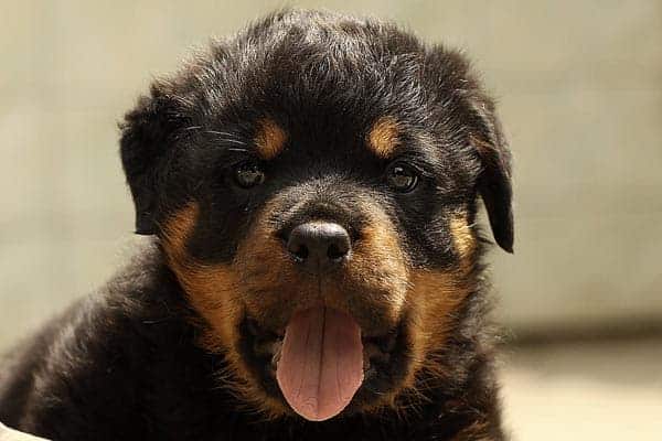 White Rottweiler: What Is Up With This Unusual Pup?
