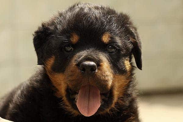 White Rottweiler