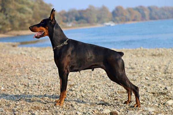 american vs european doberman