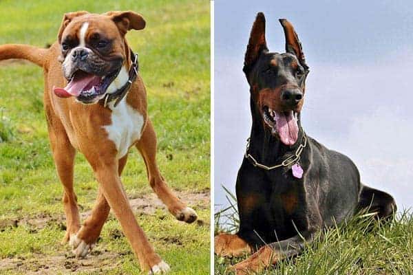 Should I Choose a Doberman or a Boxer for My Family?