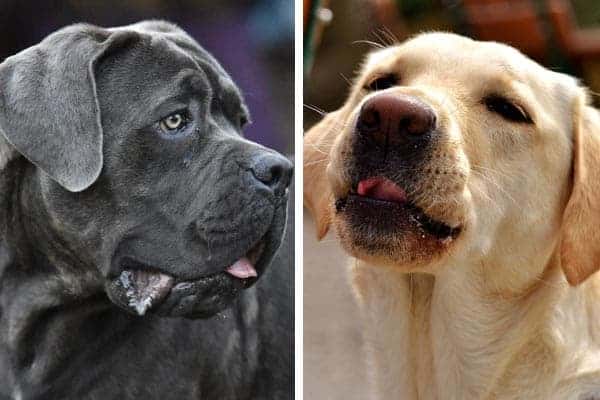 Cane Corso Lab Mix: All the Details of the Latest Designer Dog