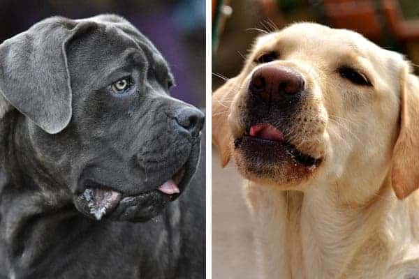 cane corso lab mix