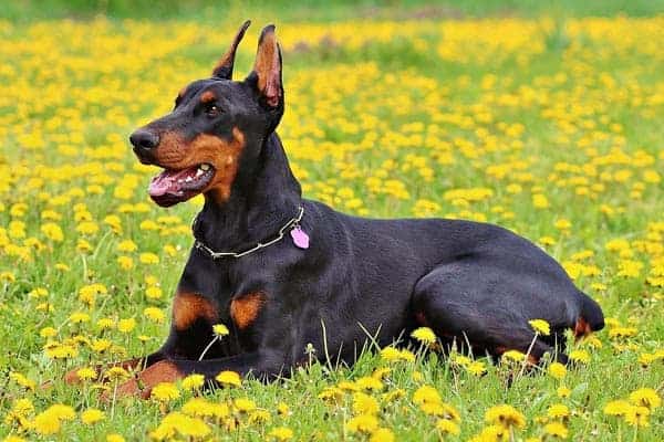 male vs female doberman