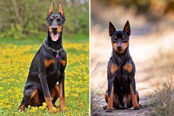 miniature pinscher vs doberman