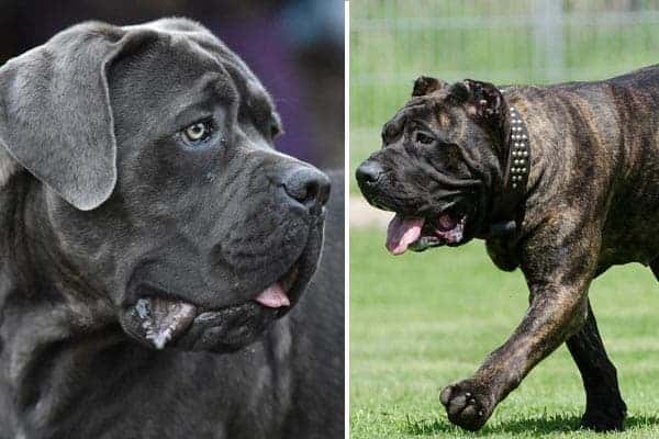 presa canario vs cane corso