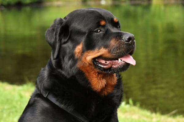 rottweiler mixes