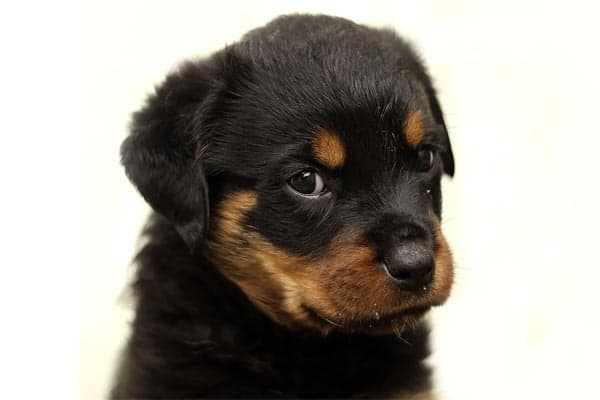Rottweiler Puppy Price: What Will a Rottie Pup Really Cost You