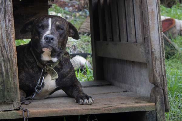 Adopt a Cane Corso